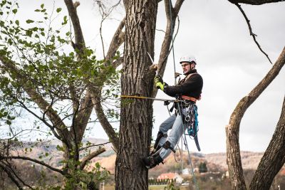 Tree Trimming Insurance in Plano, TX by Superior Insurance Services, Inc.