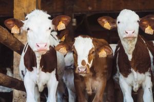 Livestock Insurance in Texas
